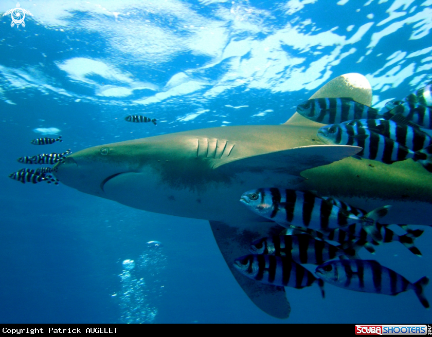 A requin longimane ocanique