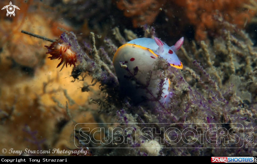 A Bennett's Hypselodoris