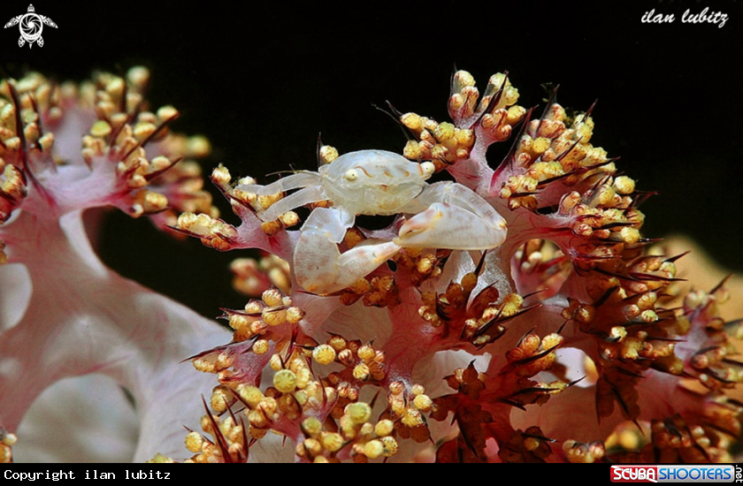 A crab