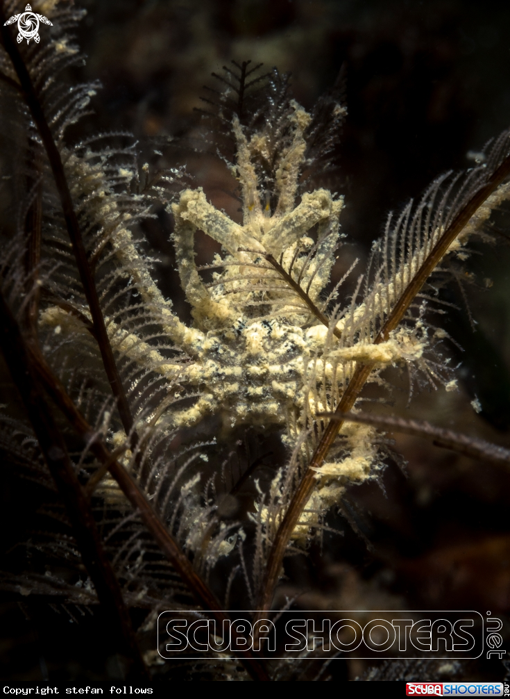 A Hydroid Crab