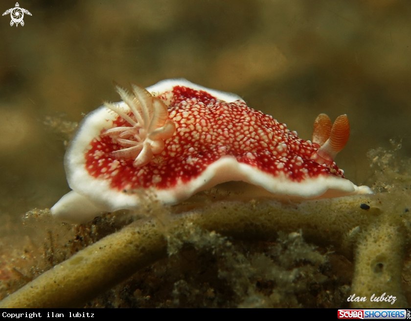 A nudibranch