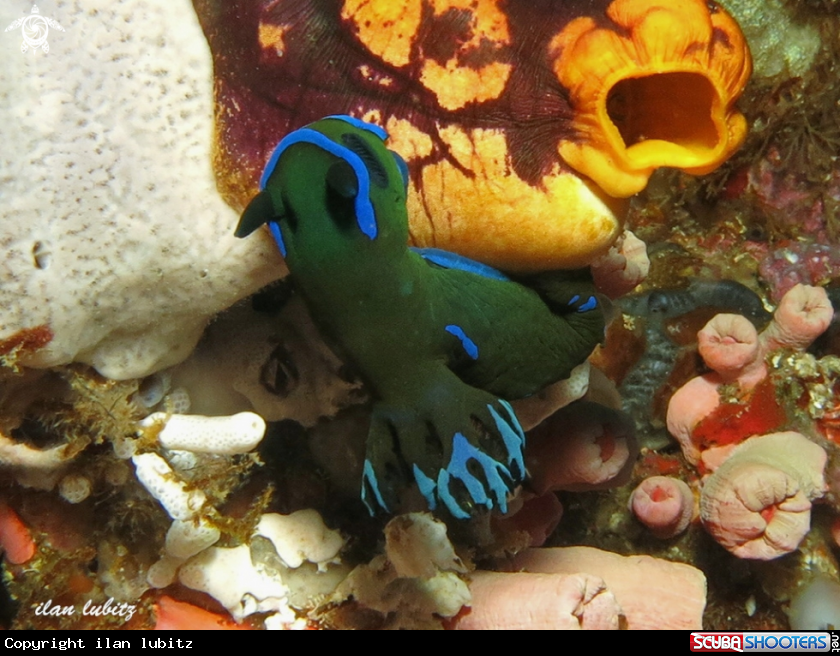 A nudibranch