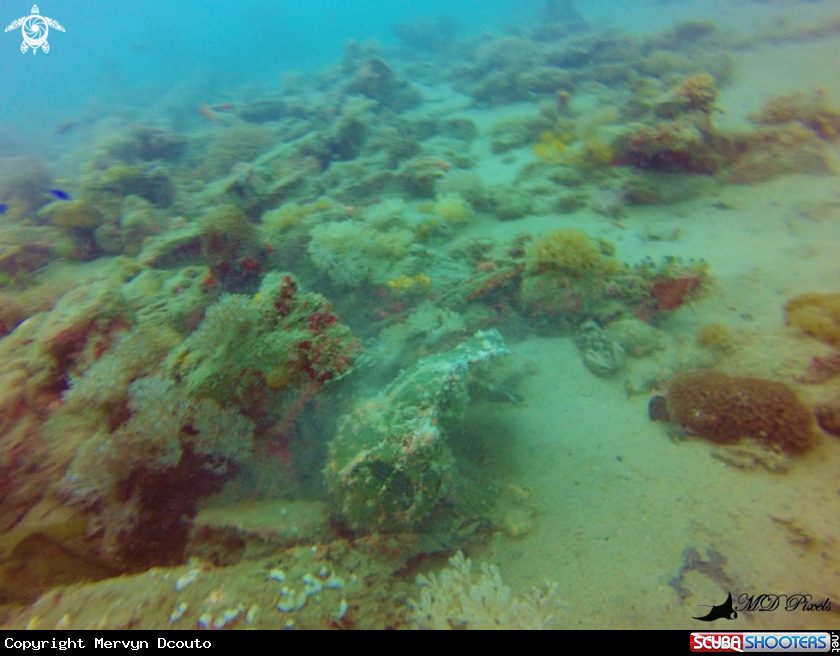 A Frogfish