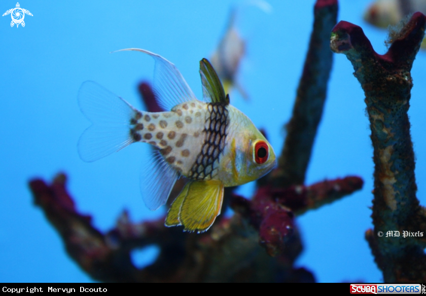 A Pajama Cardinalfish