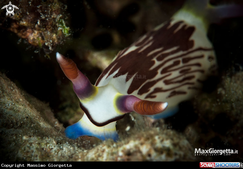 A nudibranch