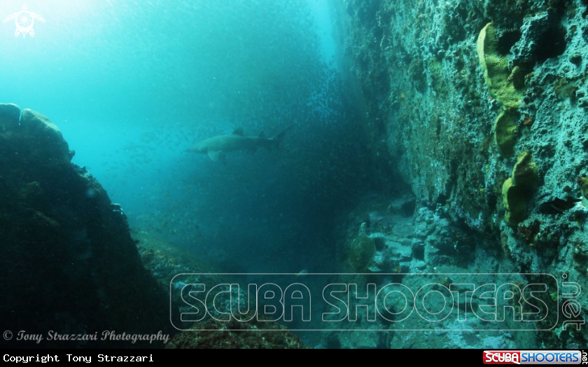 A Green turtle and grey nurse shark