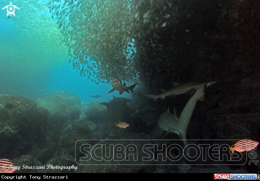 A Grey Nurse Shark (Sand Tiger, Ragged Tooth)