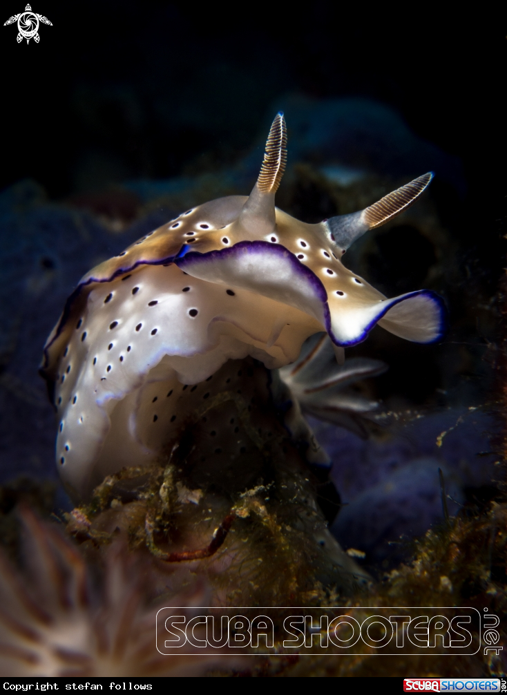 A Nudibranch