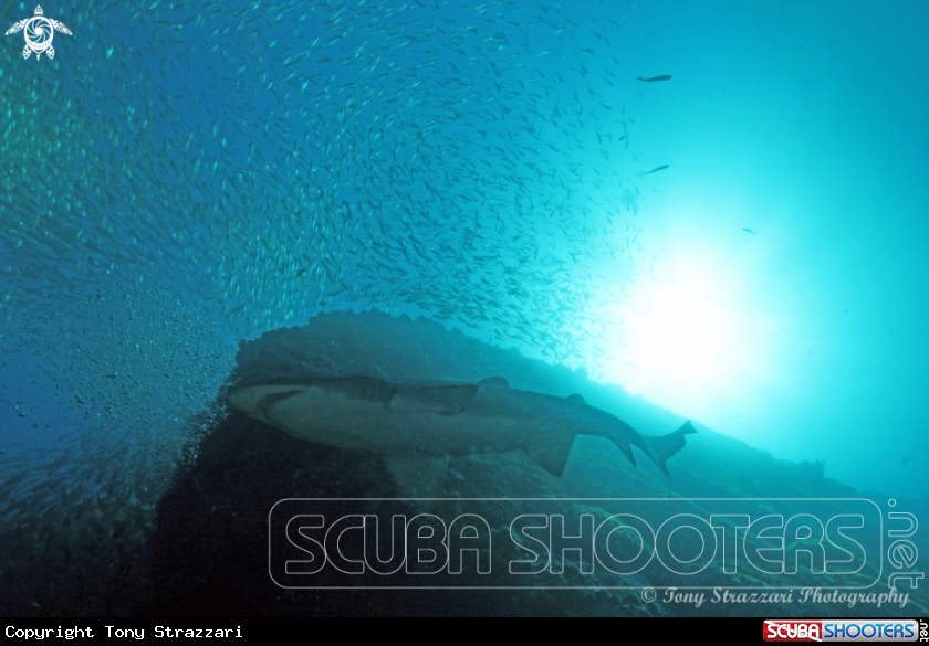 A Grey Nurse Shark (Sand Tiger, Ragged Tooth)