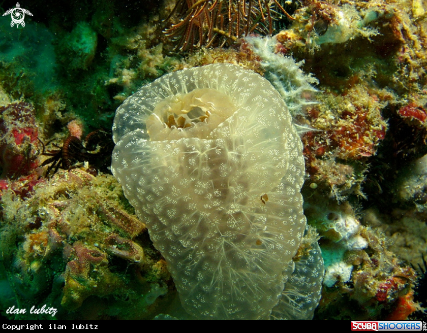 A Sea Squirt 