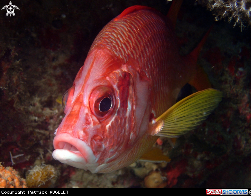 A underwater creature