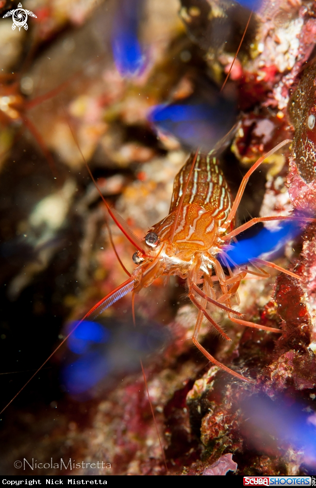 A Cleaner Shrimp