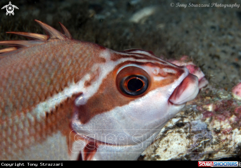 A Red morwong