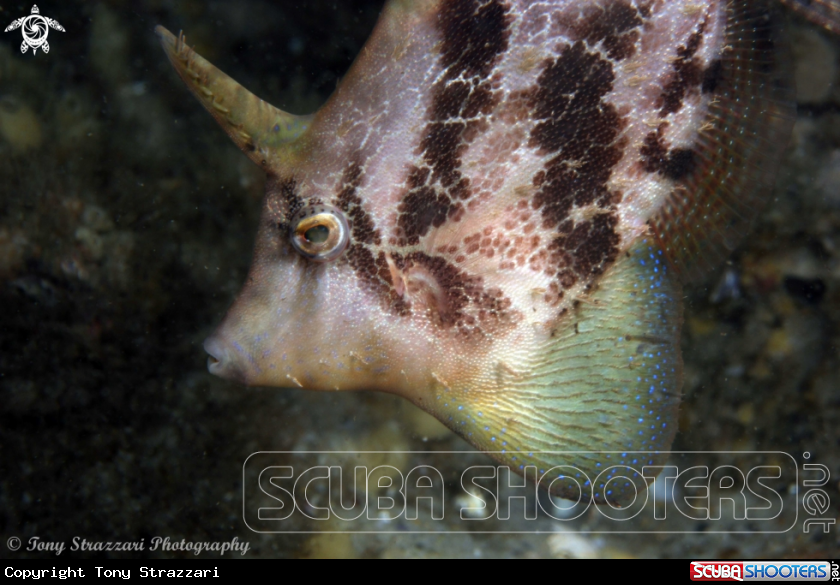 A Fan belly leatherjacket