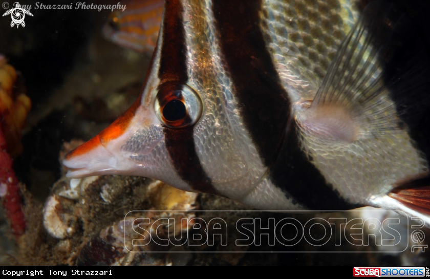 A Truncate coralfish