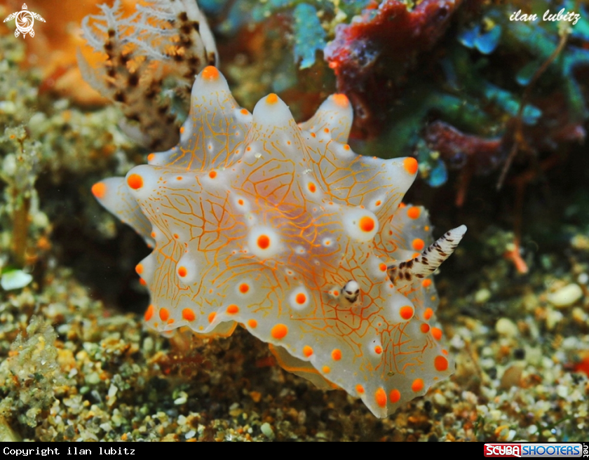 A nudibranch