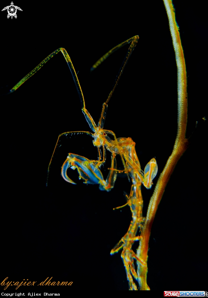 A skeleton shrimp 