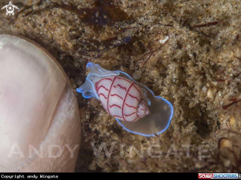 A Bubble Shell   (Bullina Lineata)