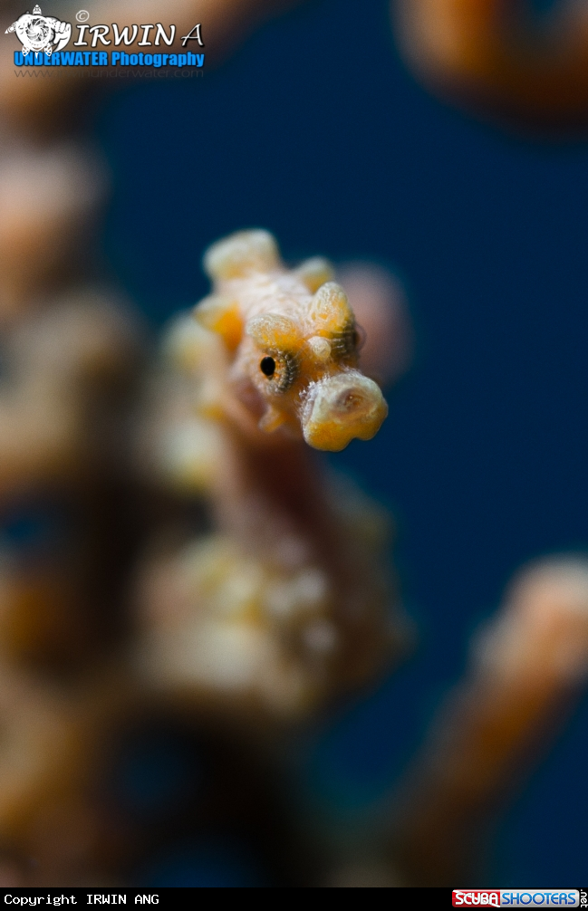 A Yellow pygmy seahorse