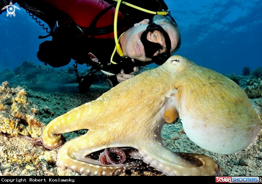 A octopuse