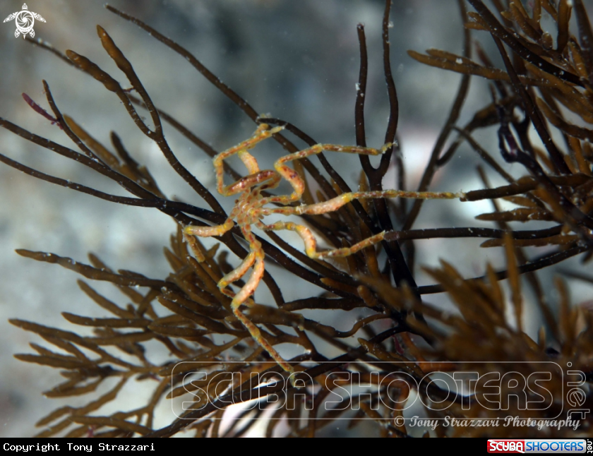 A Sea spider