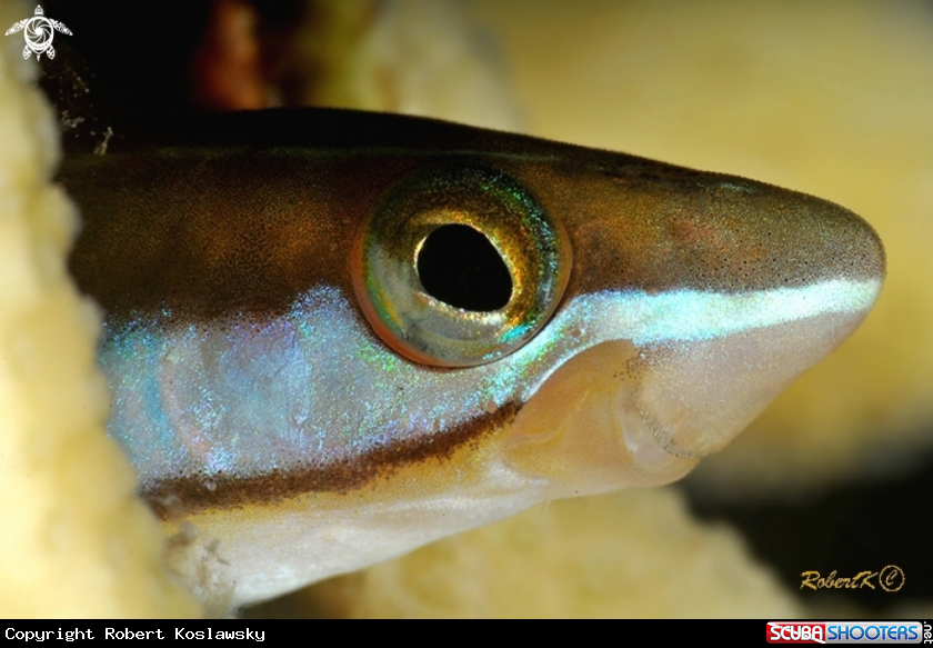 A blenny