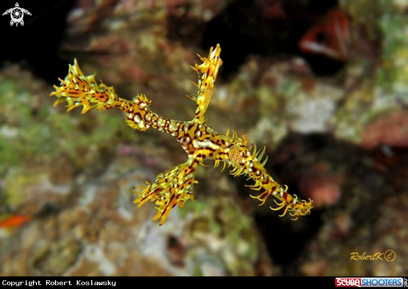 A  Ghost Pipefish