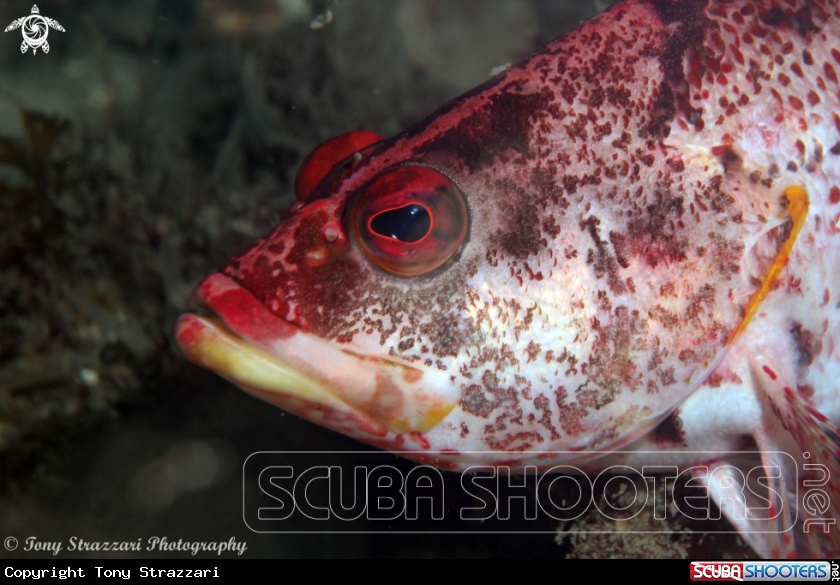 A Banded Seaperch