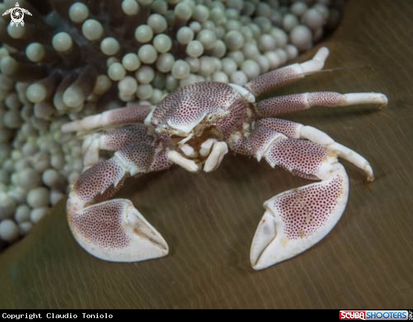 A Porcelain crab