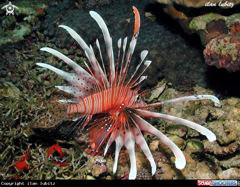 A lion fish