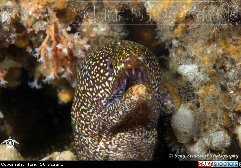 A Mosaic Moray