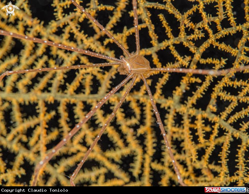 A Spider Crab