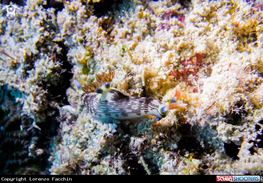 A Nembrotha lineolata