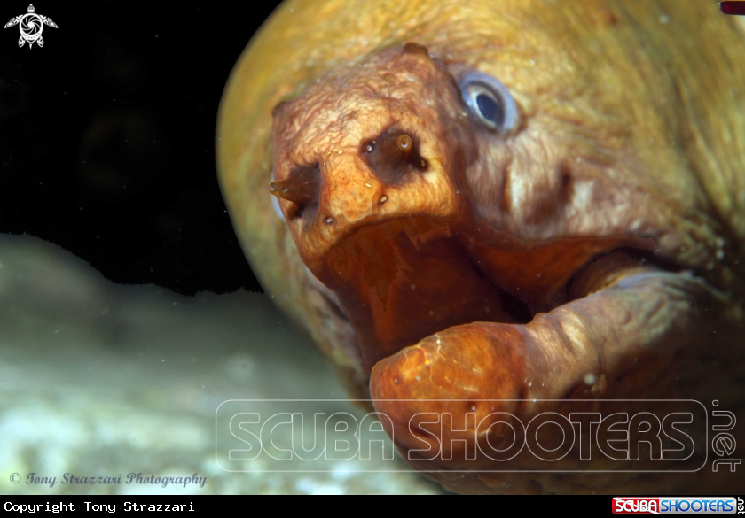 A Green moray