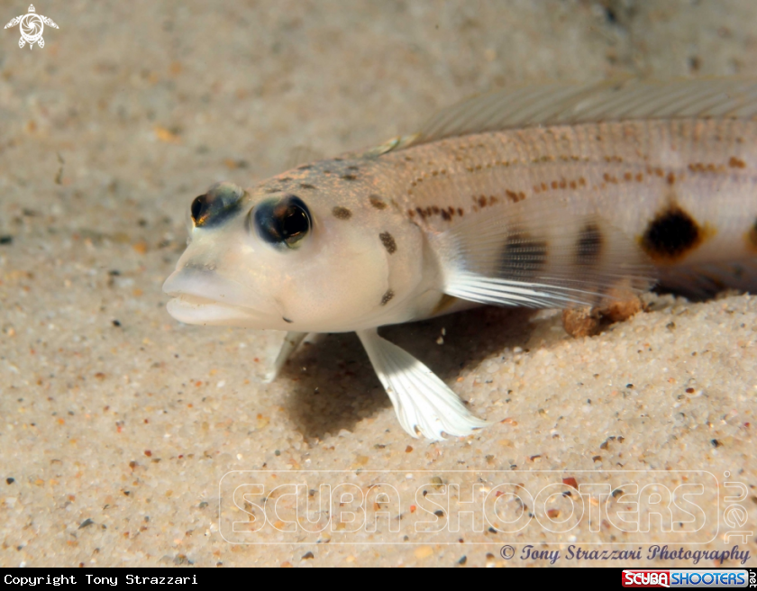 A Spotted Grubfish