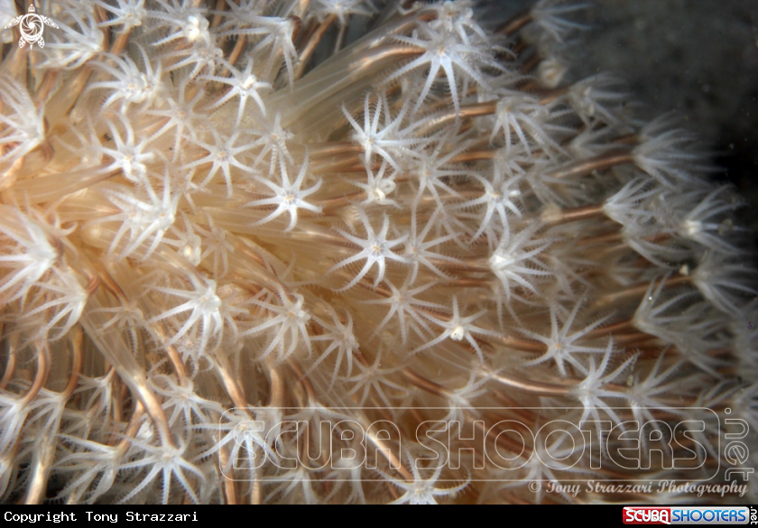 A Sea pen