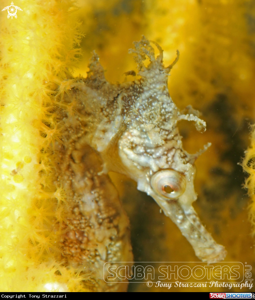 A White's seahorse