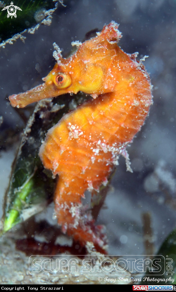 A White's seahorse