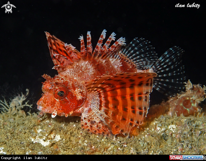 A lion fish