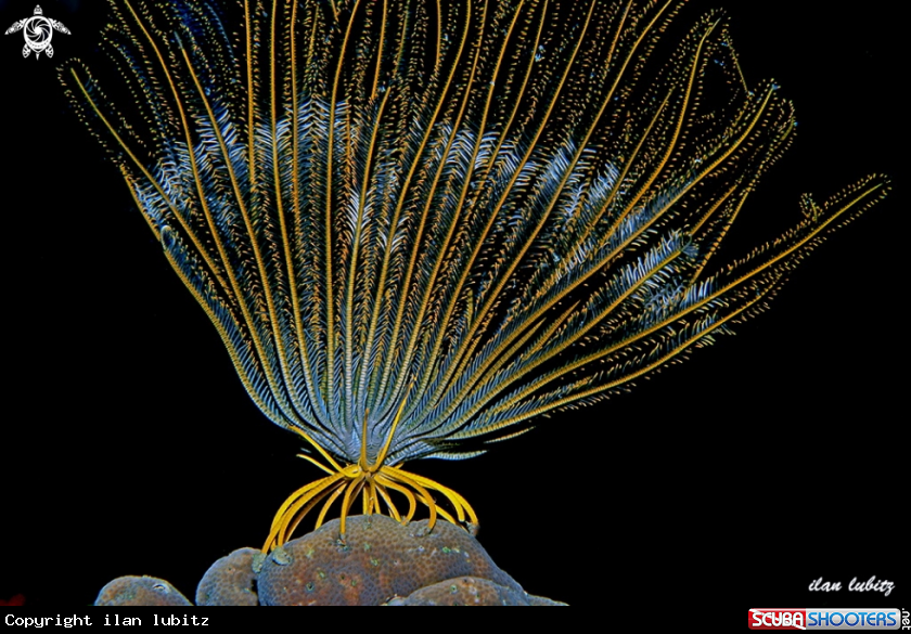 A feather star