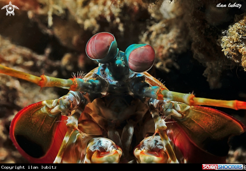 A Mantis Shrimp