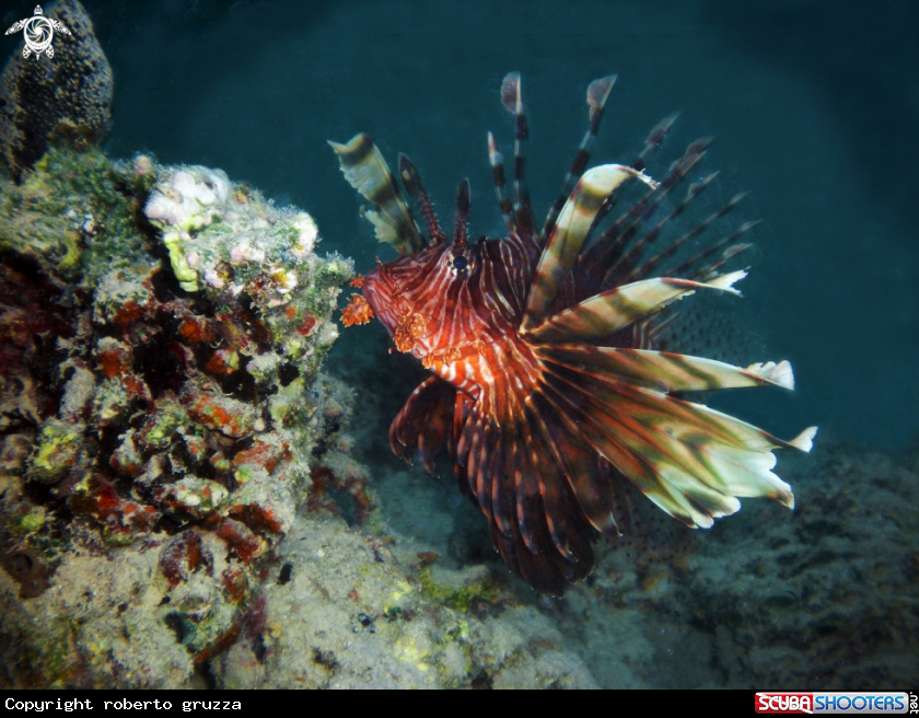 A lionfish