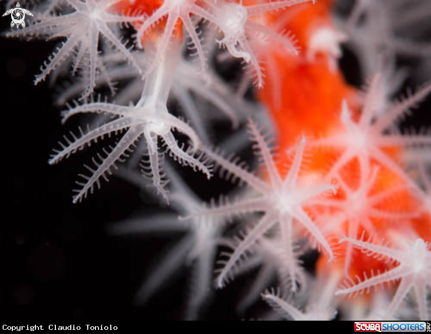 A Corallium Rubrum