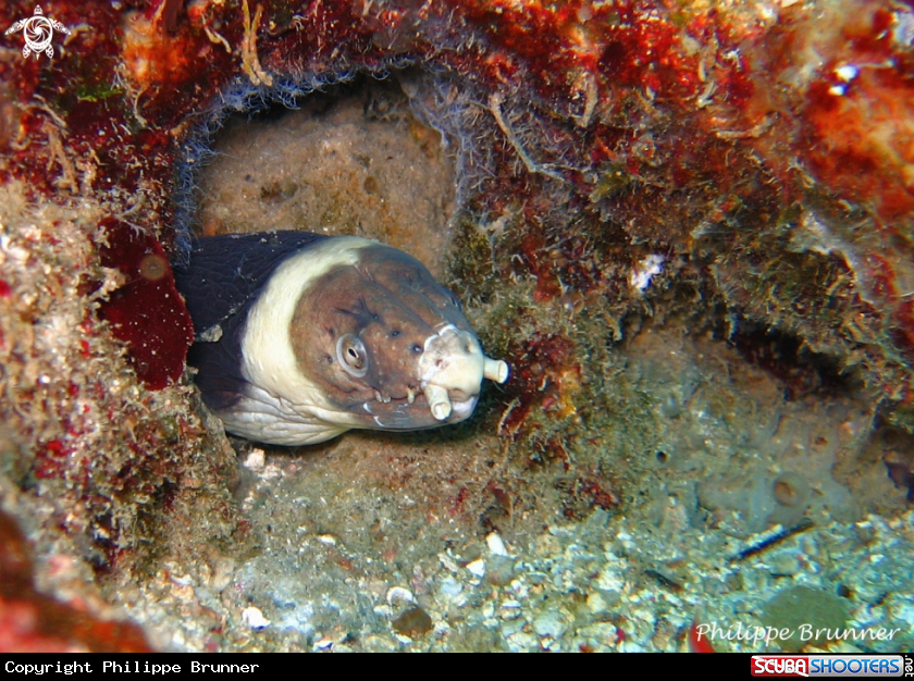 A Moray