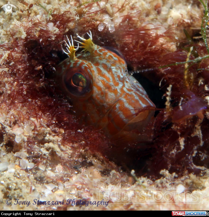 A Horned blenny