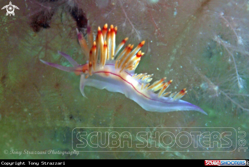 A Flabellina rubrolineata