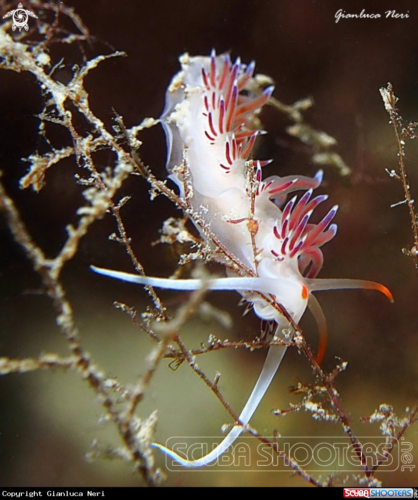 A Cratena peregrina