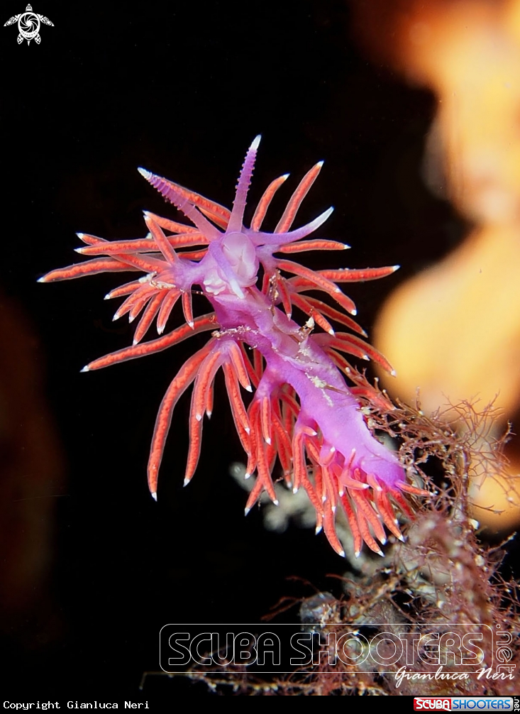 A Flabellina