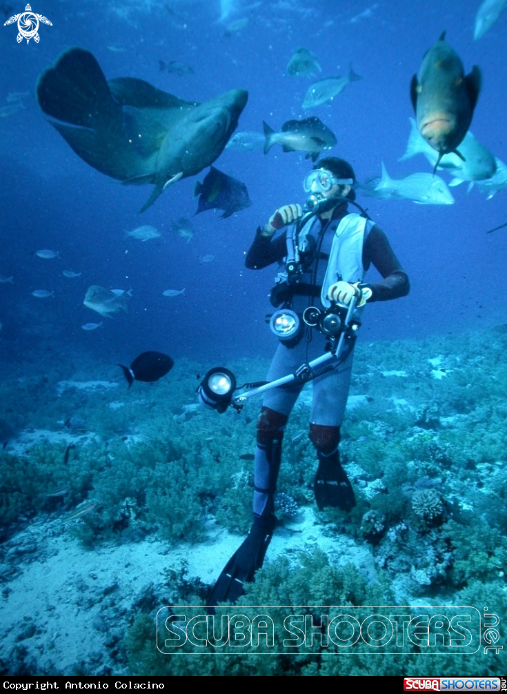 A Napoleon fish-Pesce Napoleone