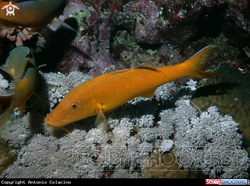 A Yellow goat fish-Triglia gialla